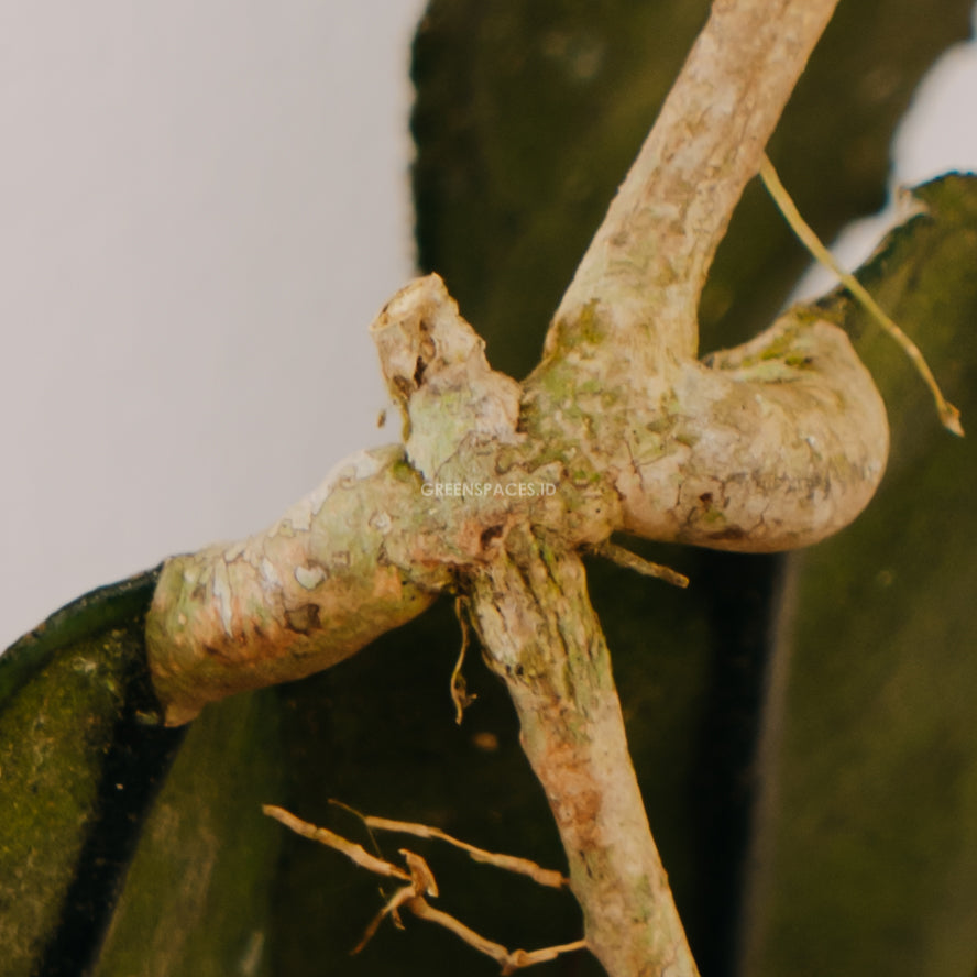 Hoya Clemensiorum - Grennspaces.id