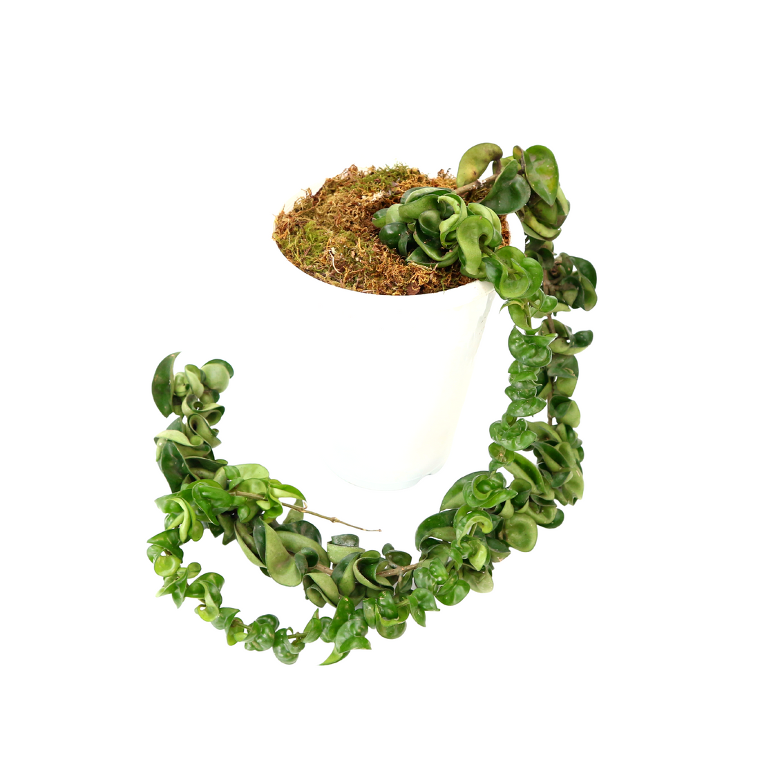 Hoya Compacta - Greenspaces.id