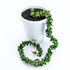 Hoya Compacta XL - Greenspaces.id