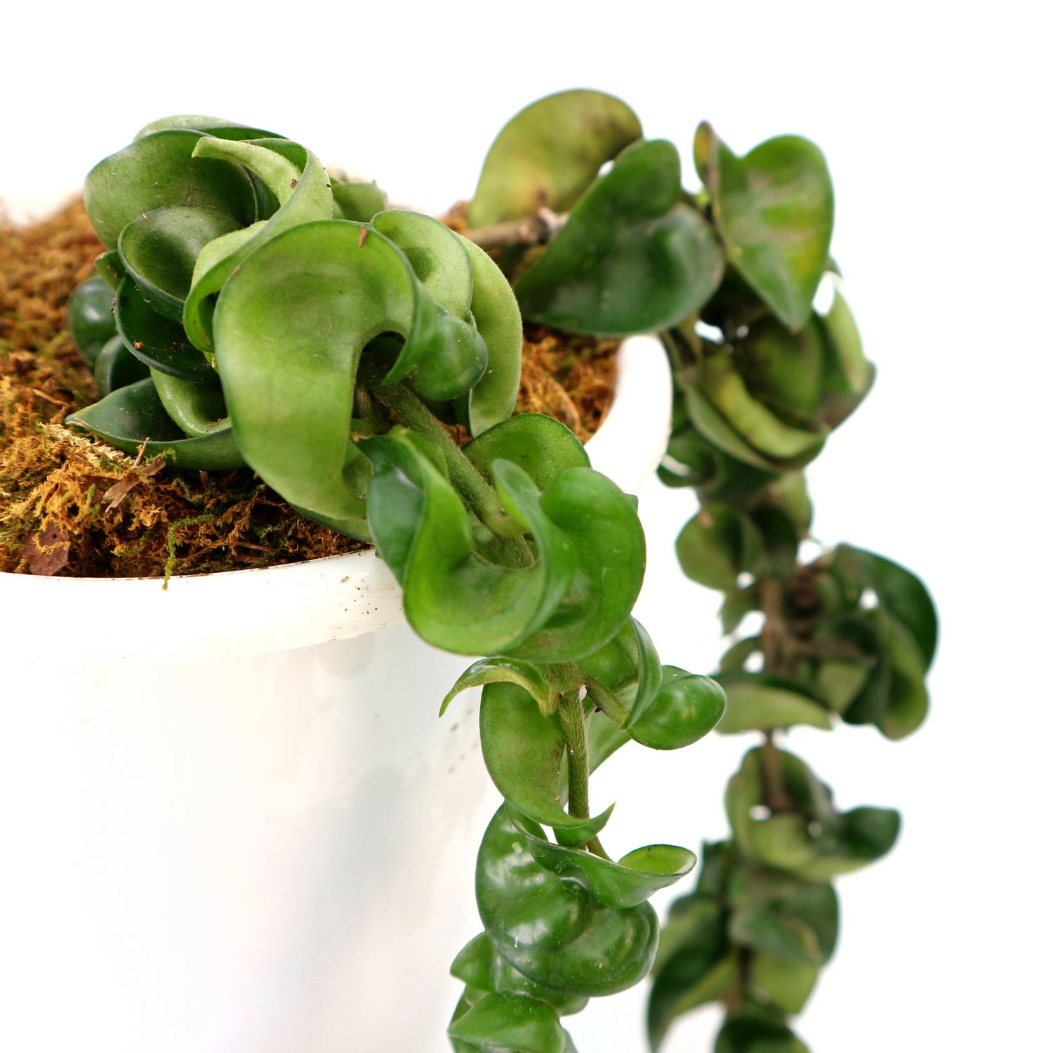 Hoya Compacta - Greenspaces.id