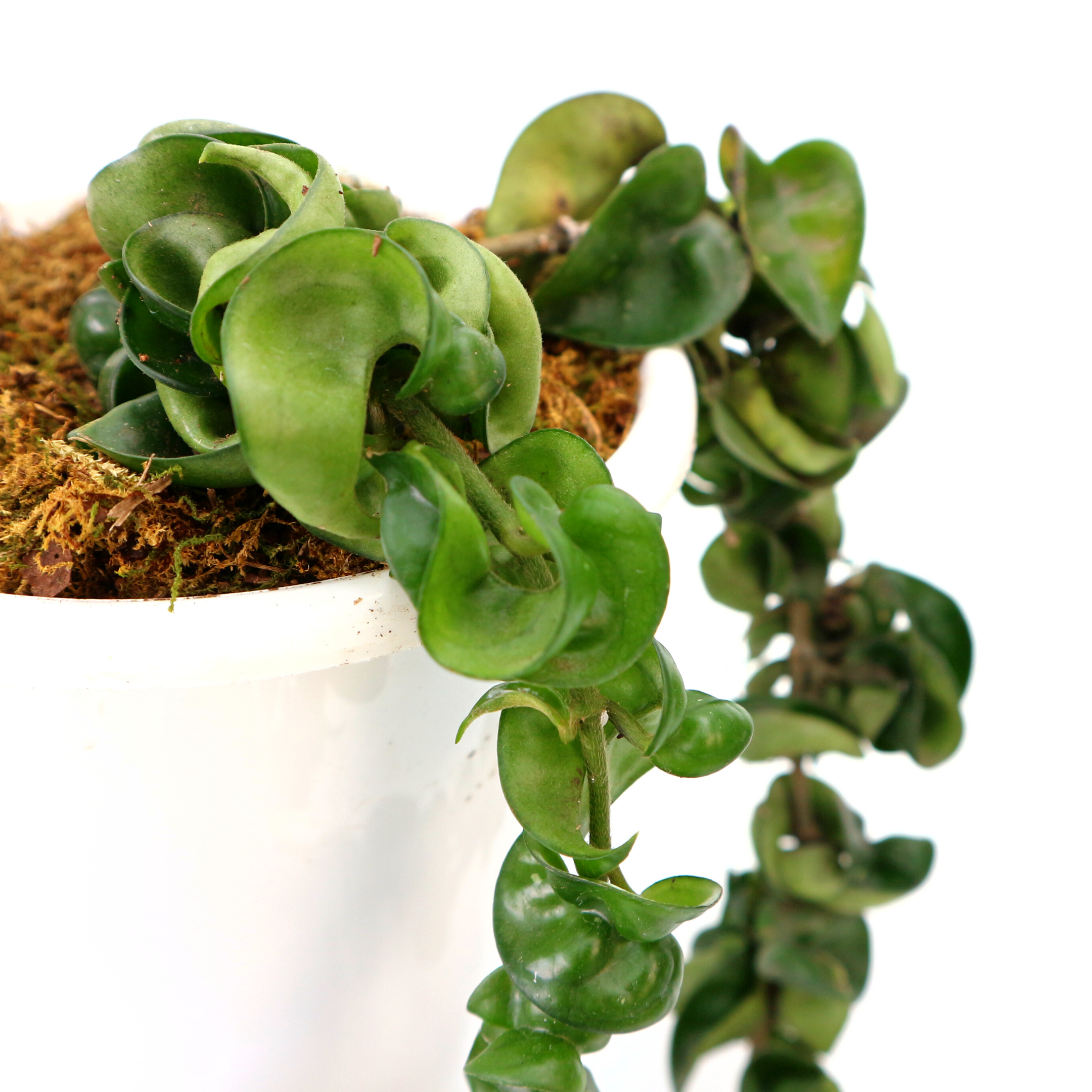 Hoya Compacta - Greenspaces.id