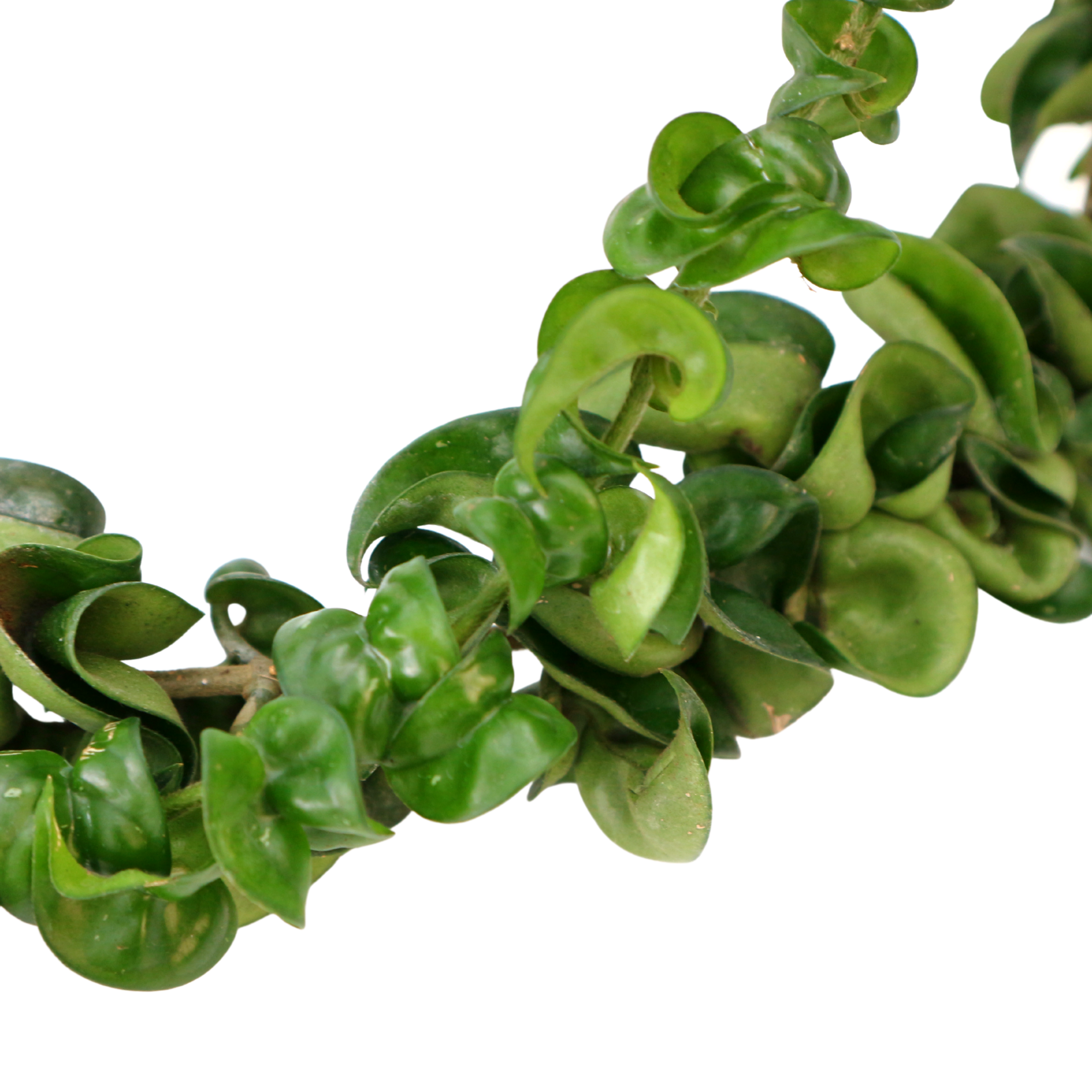 Hoya Compacta - Greenspaces.id