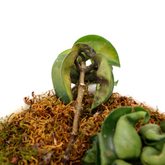 Hoya Compacta - Greenspaces.id