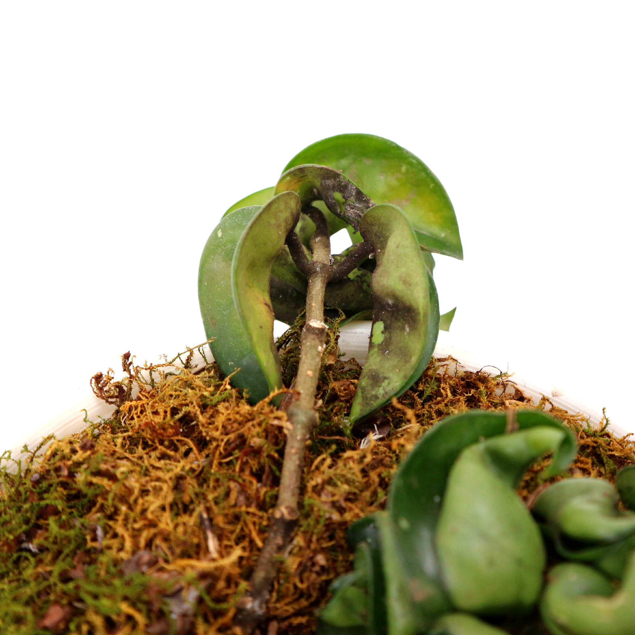 Hoya Compacta - Greenspaces.id