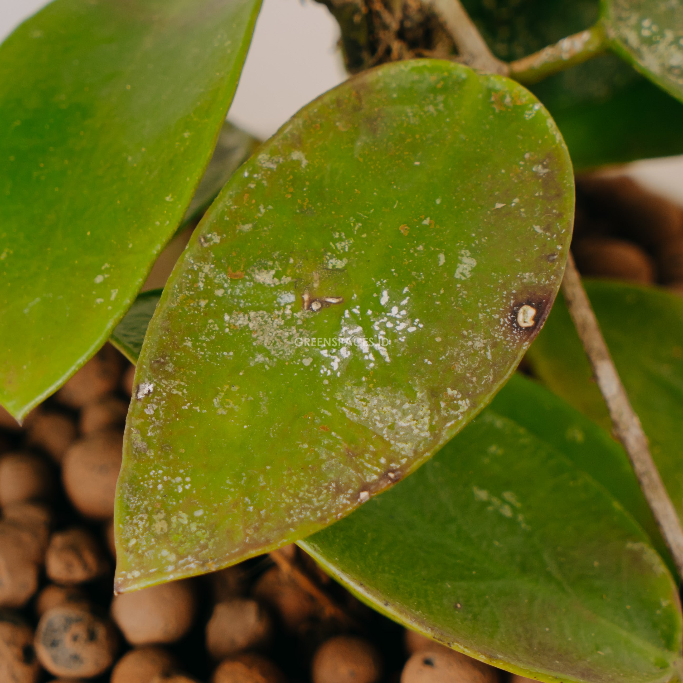 Hoya Fadhilsius Sp Borneo - Greenspaces.id