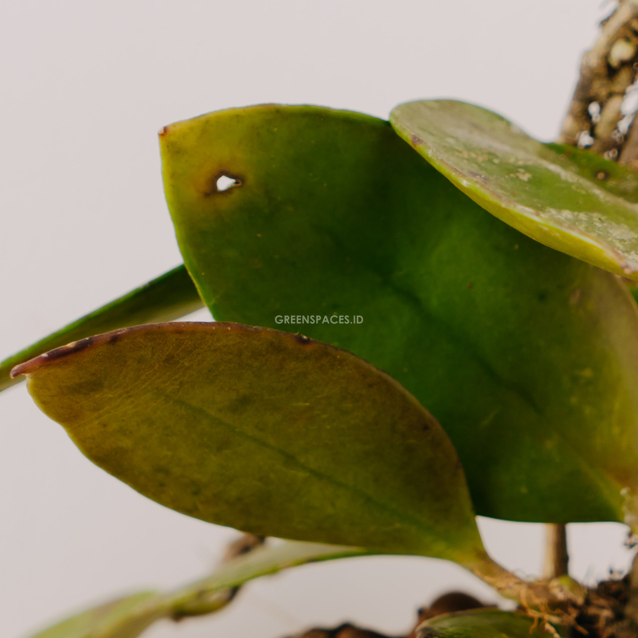 Hoya Fadhilsius Sp Borneo - Greenspaces.id