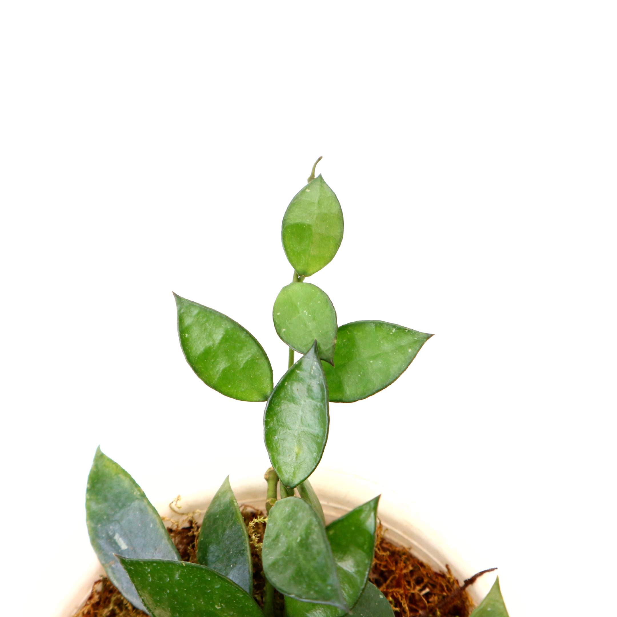 Hoya Lacunosa - Greenspaces.id