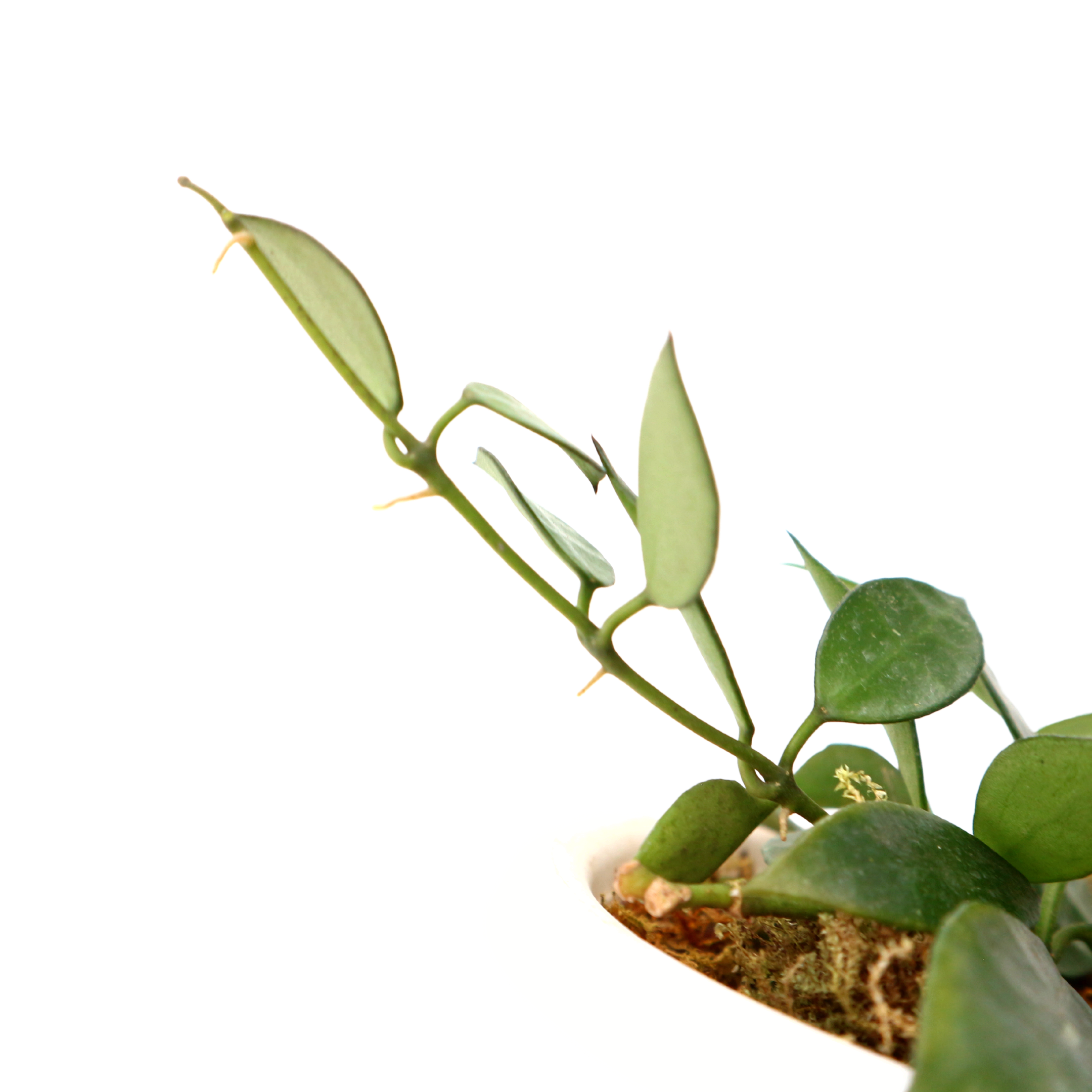 Hoya Lacunosa - Greenspaces.id