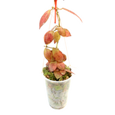 Hoya Maroon Sp Borneo - Greenspaces.id