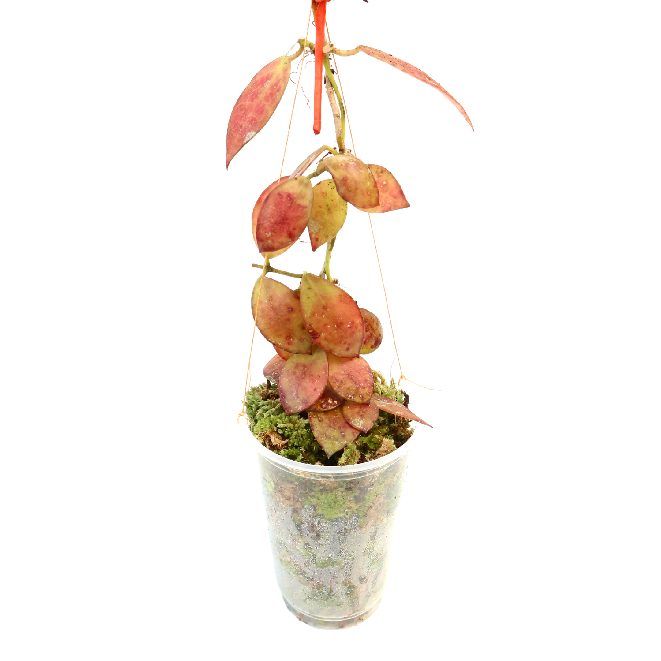 Hoya Maroon Sp Borneo - Greenspaces.id
