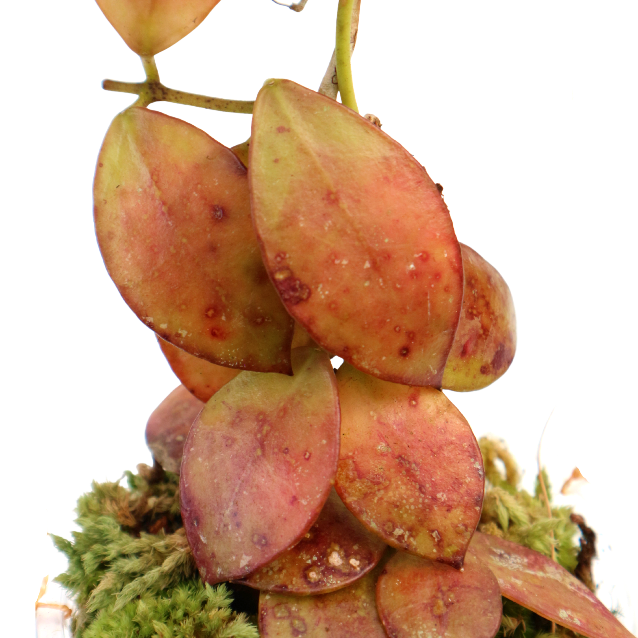 Hoya Maroon Sp Borneo - Greenspaces.id