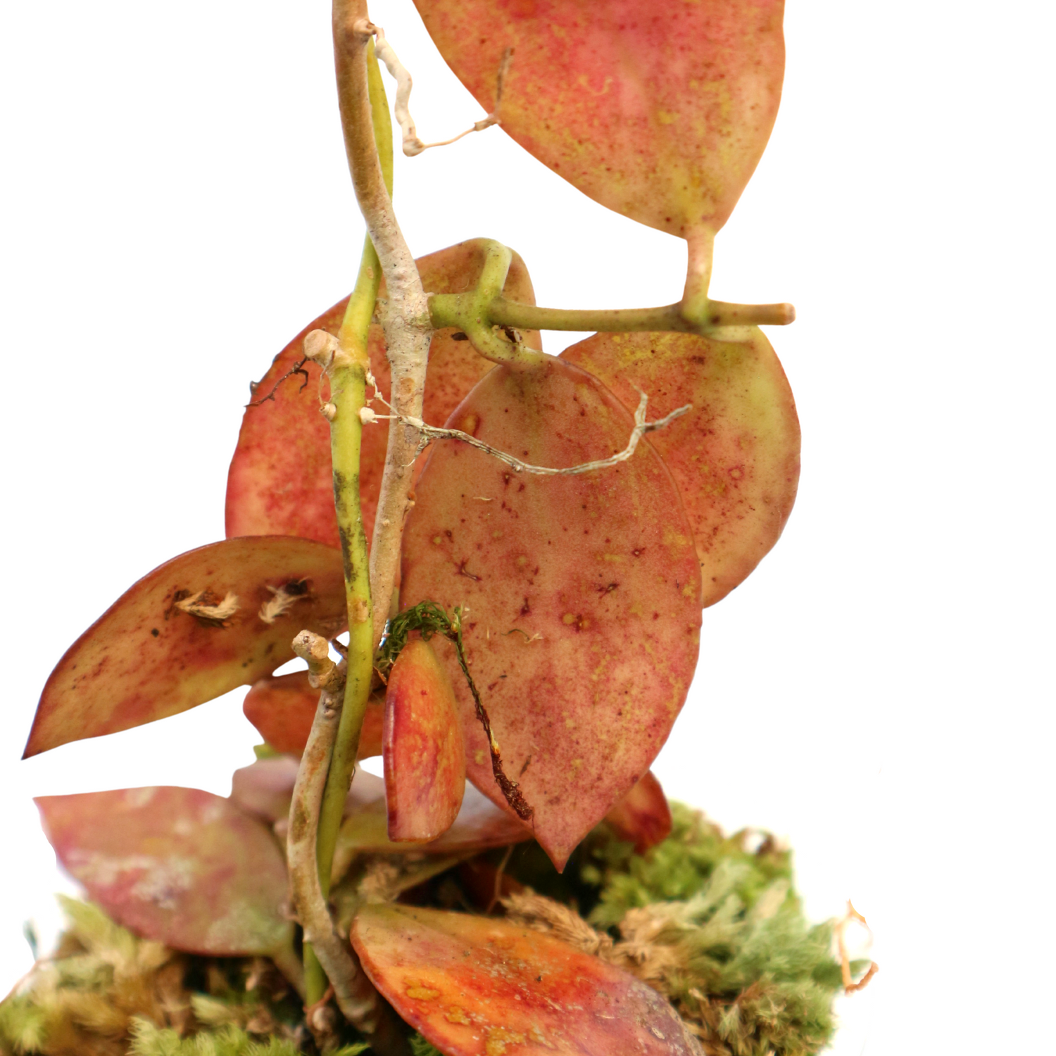 Hoya Maroon Sp Borneo - Greenspaces.id