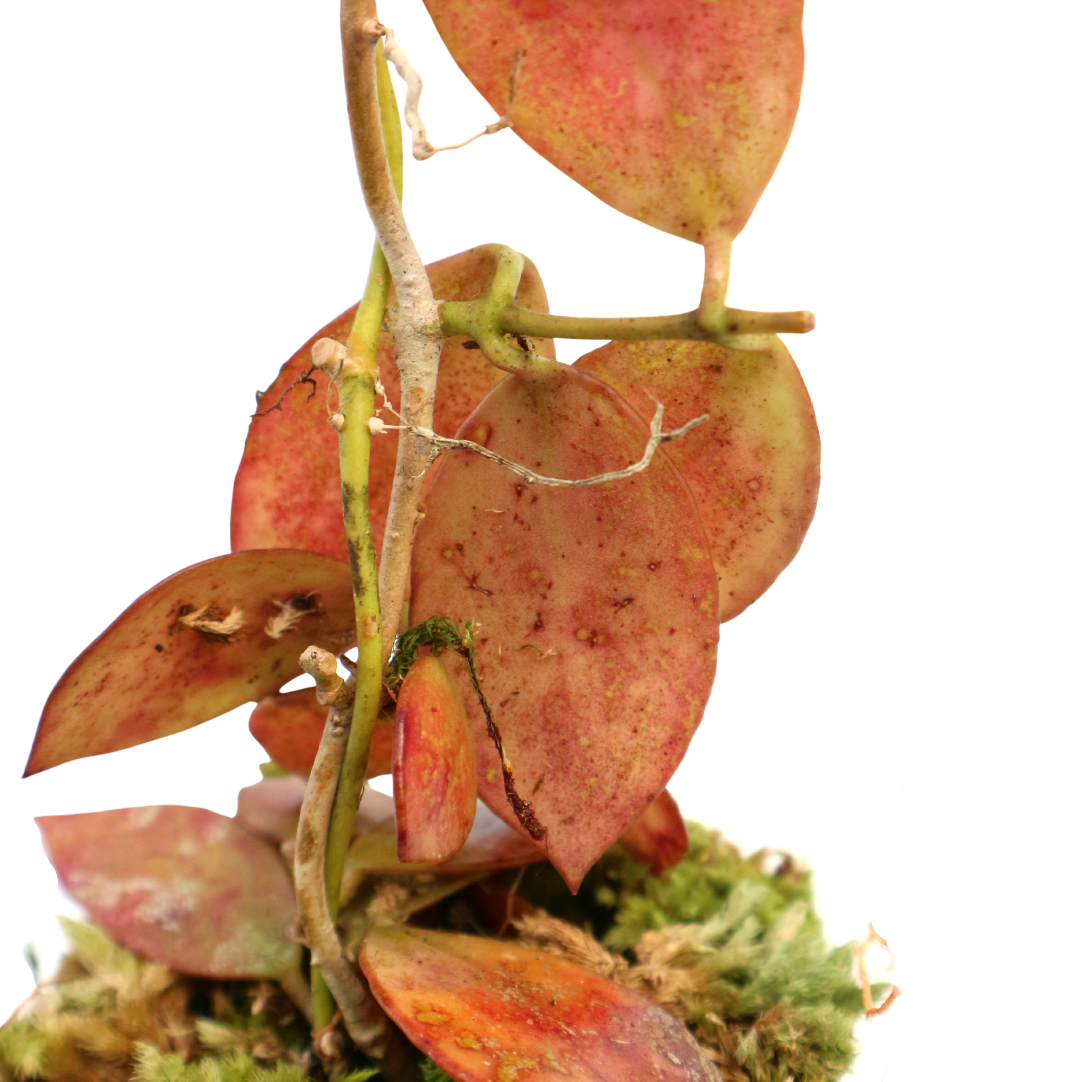 Hoya Maroon Sp Borneo - Greenspaces.id