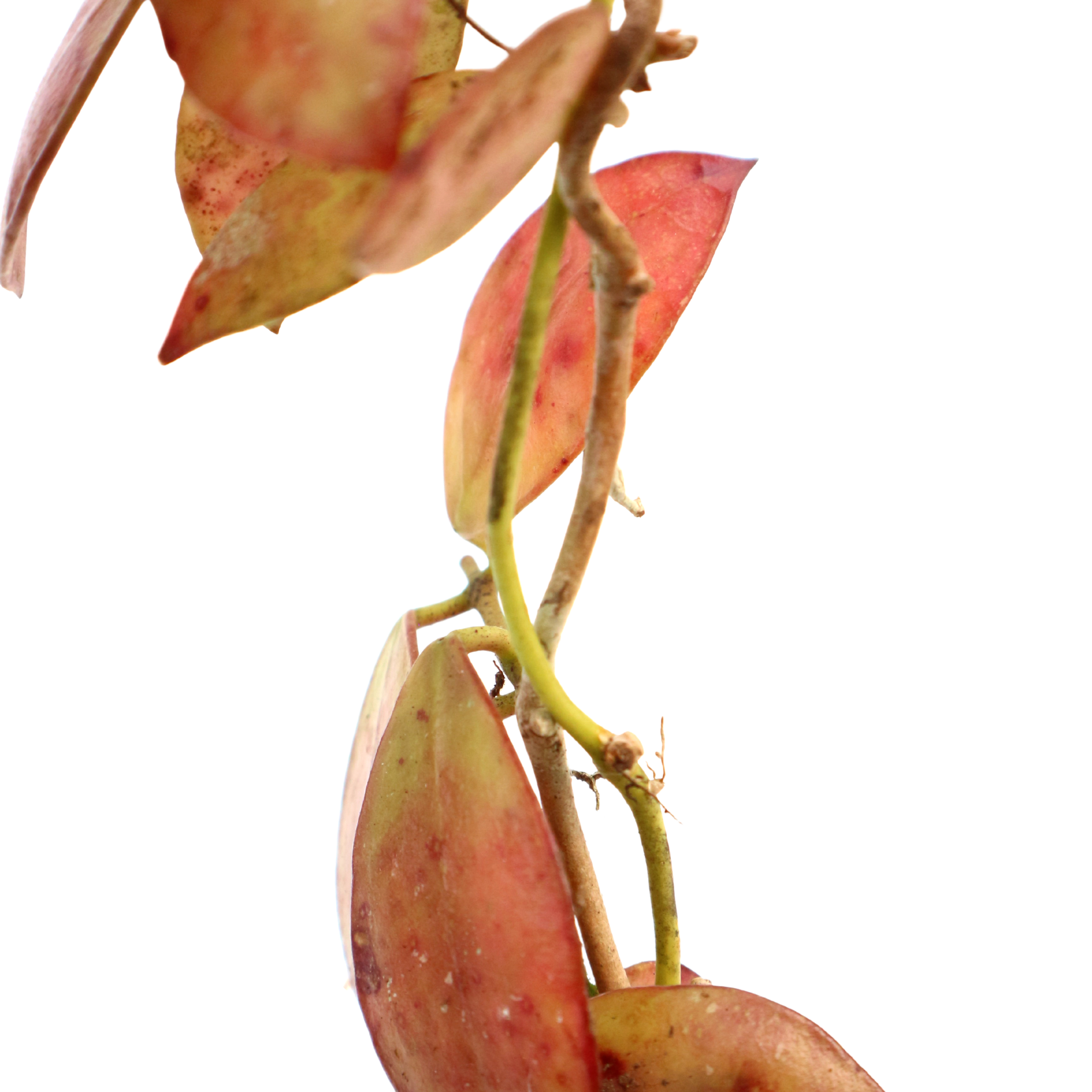 Hoya Maroon Sp Borneo - Greenspaces.id
