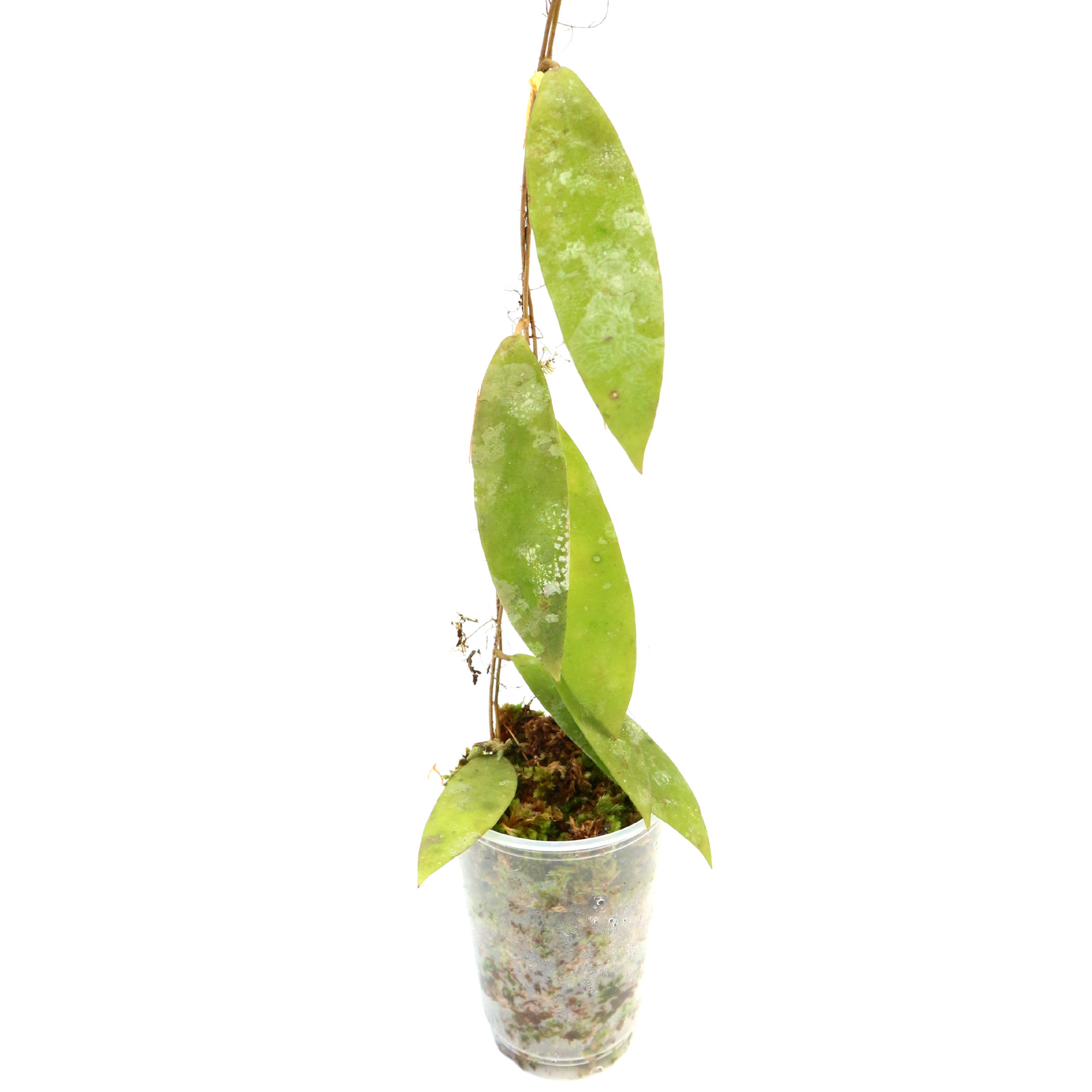 HOYA sp boruneo round leef 限定 1-