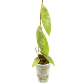 Hoya Sp Borneo D1 - Greenspaces.id