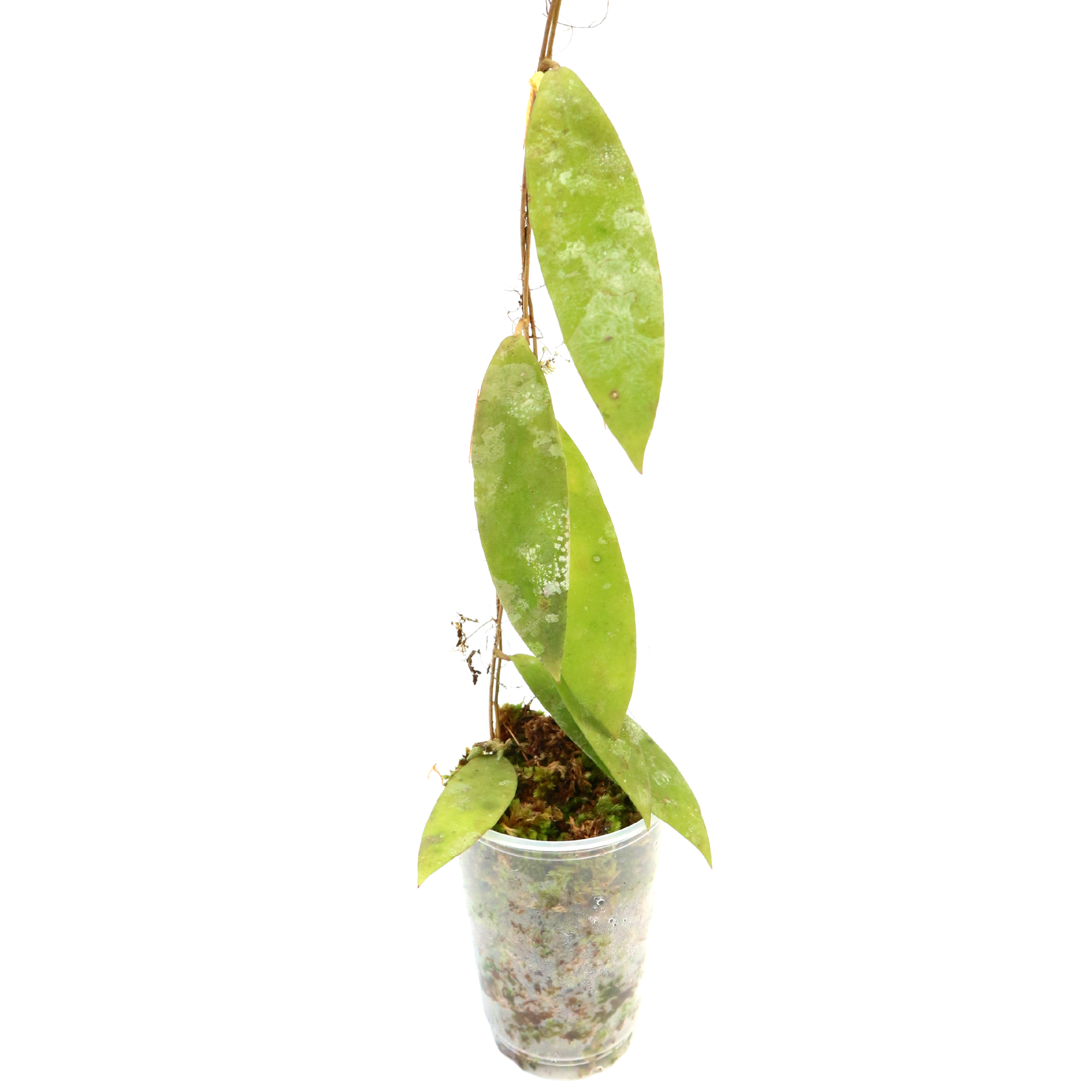 Hoya Sp Borneo D1 - Greenspaces.id