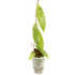Hoya Sp Borneo D1 - Greenspaces.id