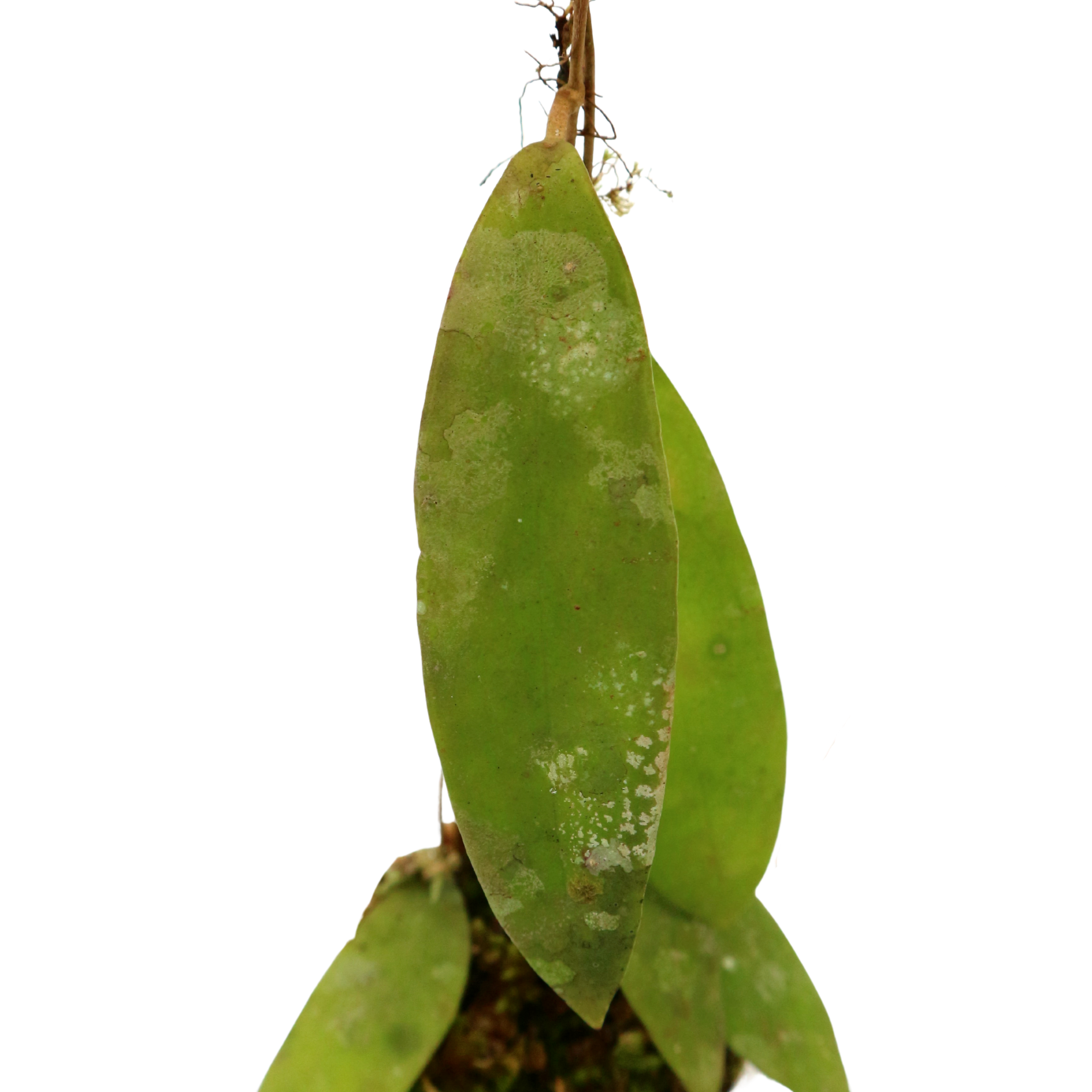 Hoya Sp Borneo D1 - Greenspaces.id