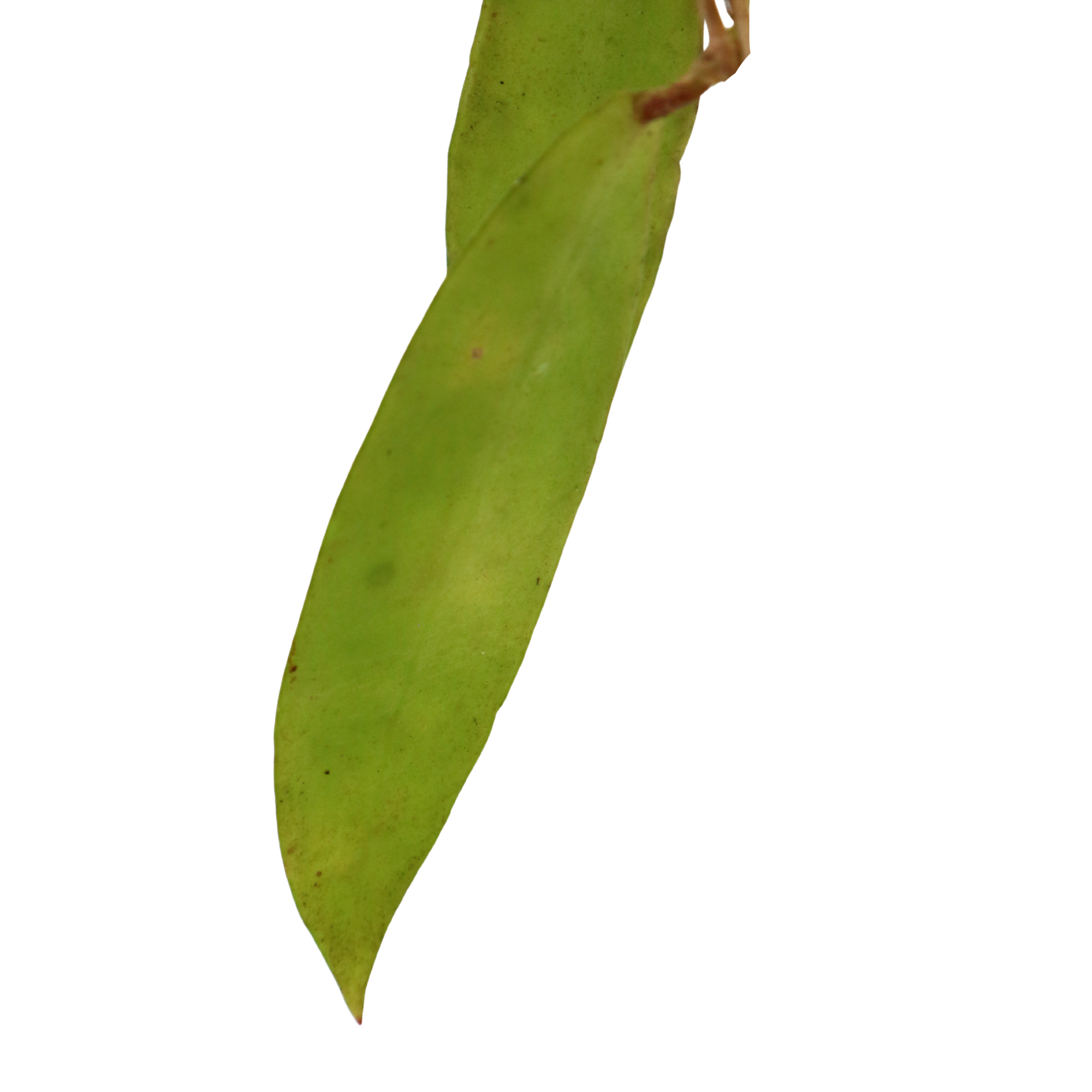 Hoya Sp Borneo D1 - Greenspaces.id