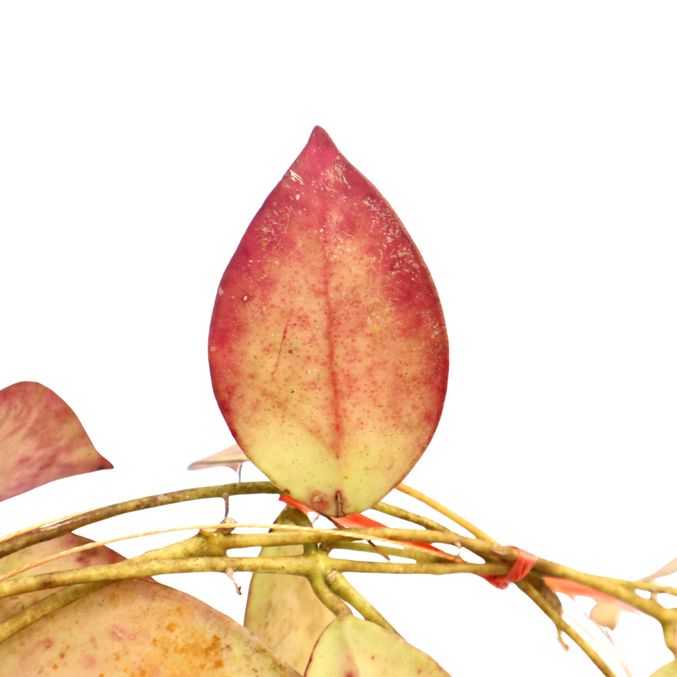 Hoya Sunset Sp Borneo - Greenspaces.id
