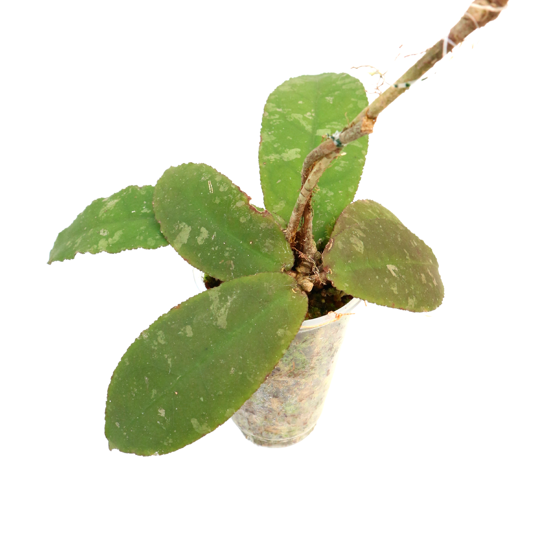 Hoya Undulata Green - Greenspaces.id