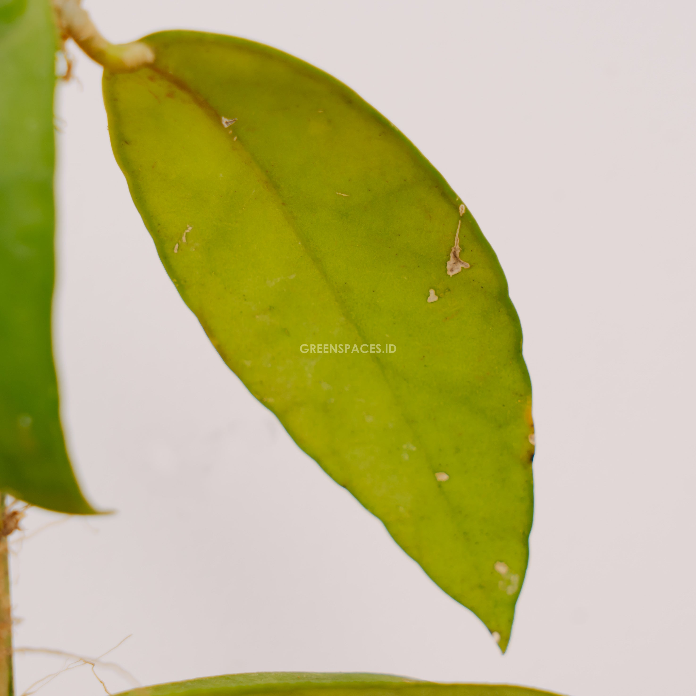 Hoya ekasius sp borneo - Greenspaces.id