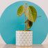 Hoya macrophylla red - Greenspaces.id