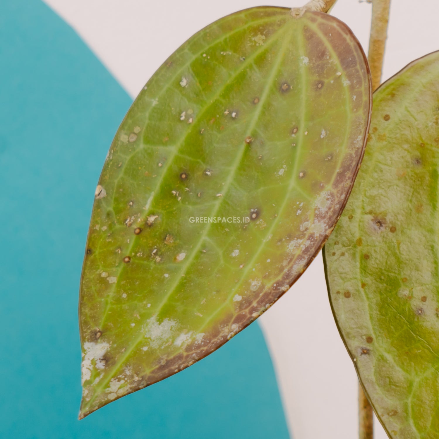 Hoya macrophylla red - Greenspaces.id