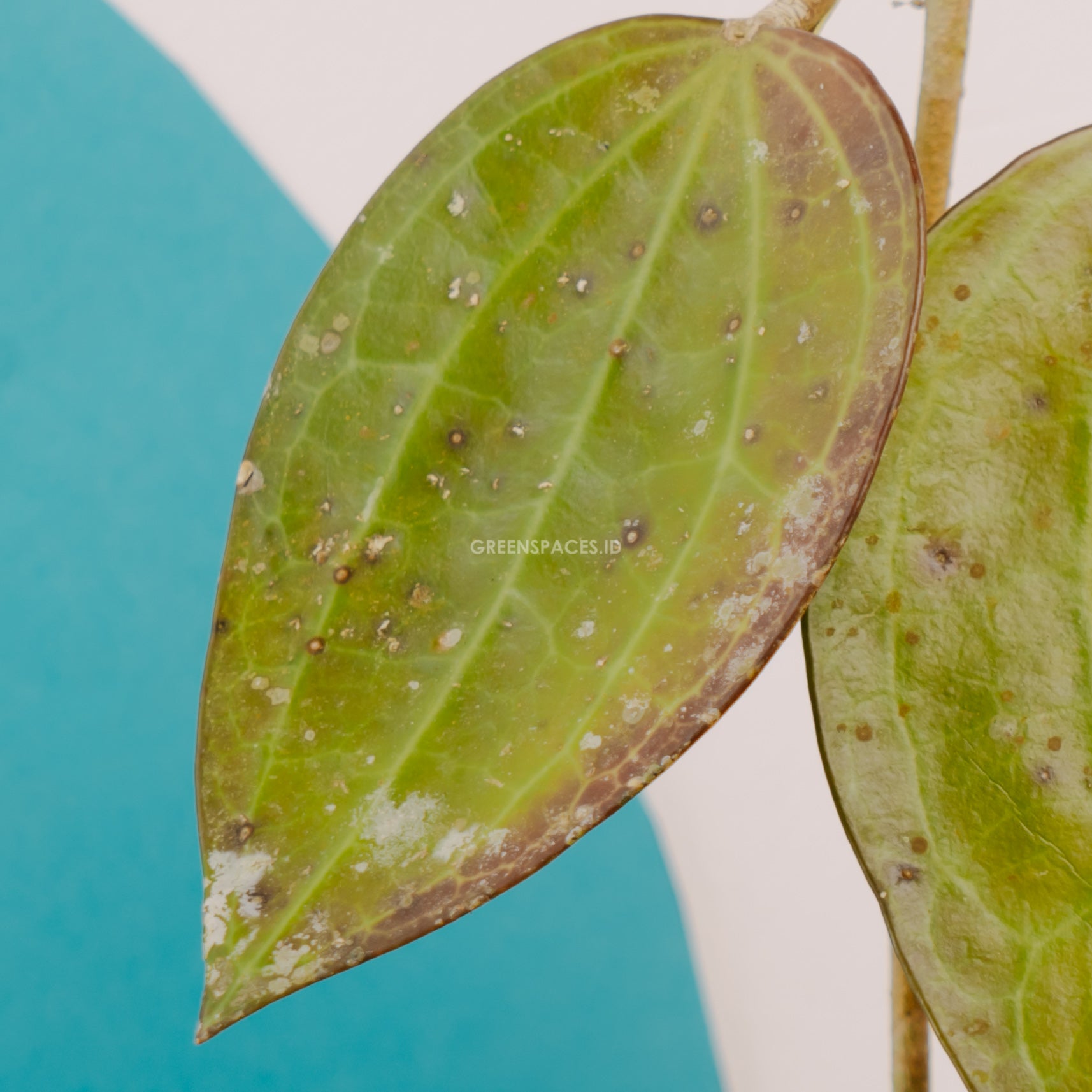 Hoya macrophylla red - Greenspaces.id