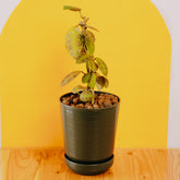 Hoya waymaniae - Greenspaces.id