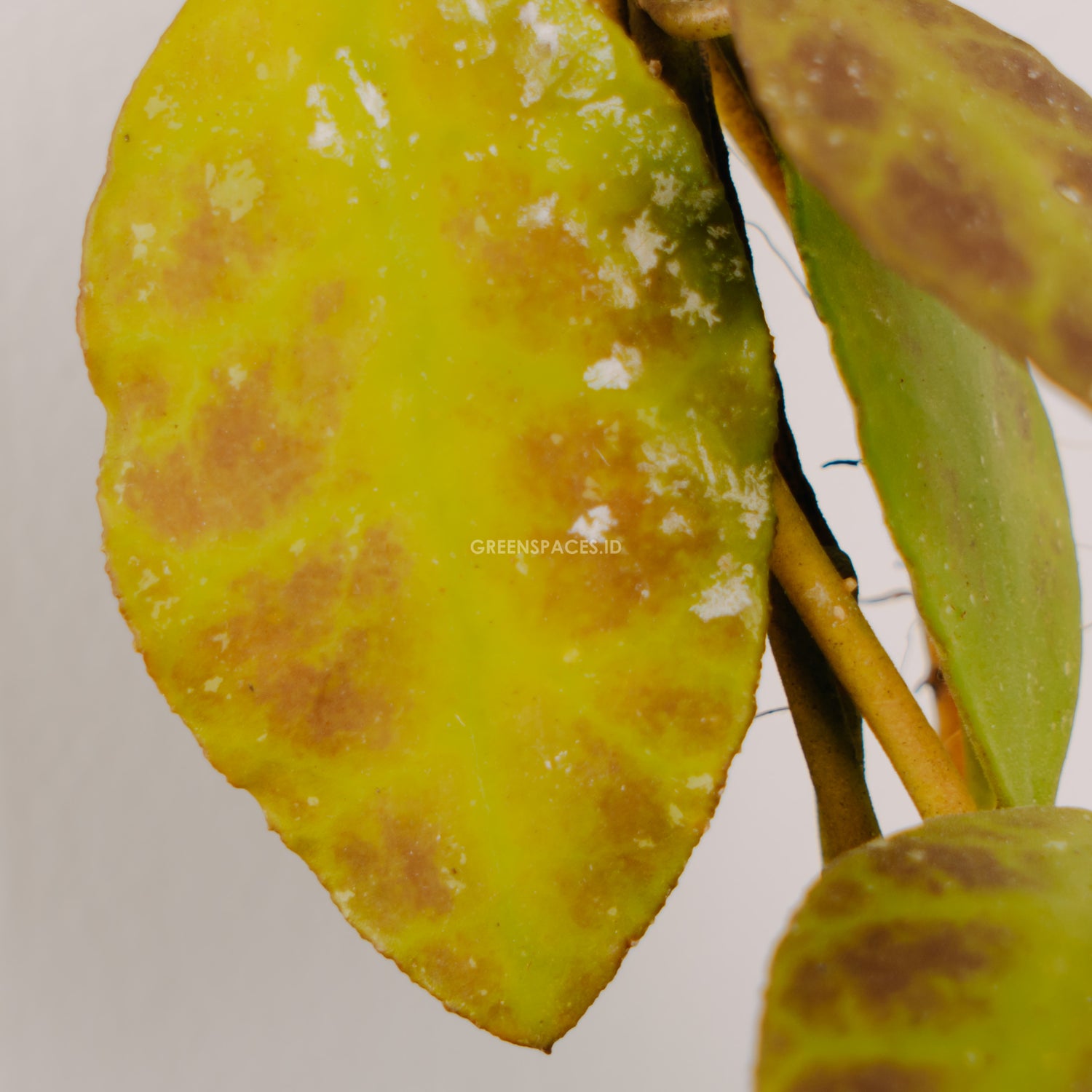 Hoya waymaniae - Greenspaces.id