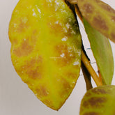 Hoya waymaniae - Greenspaces.id