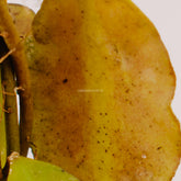 Hoya waymaniae - Greenspaces.id