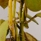 Hoya waymaniae - Greenspaces.id