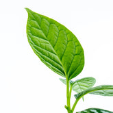 Kadsura Borneensis - Greenspaces.id