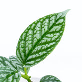 Kadsura Borneensis - Greenspaces.id