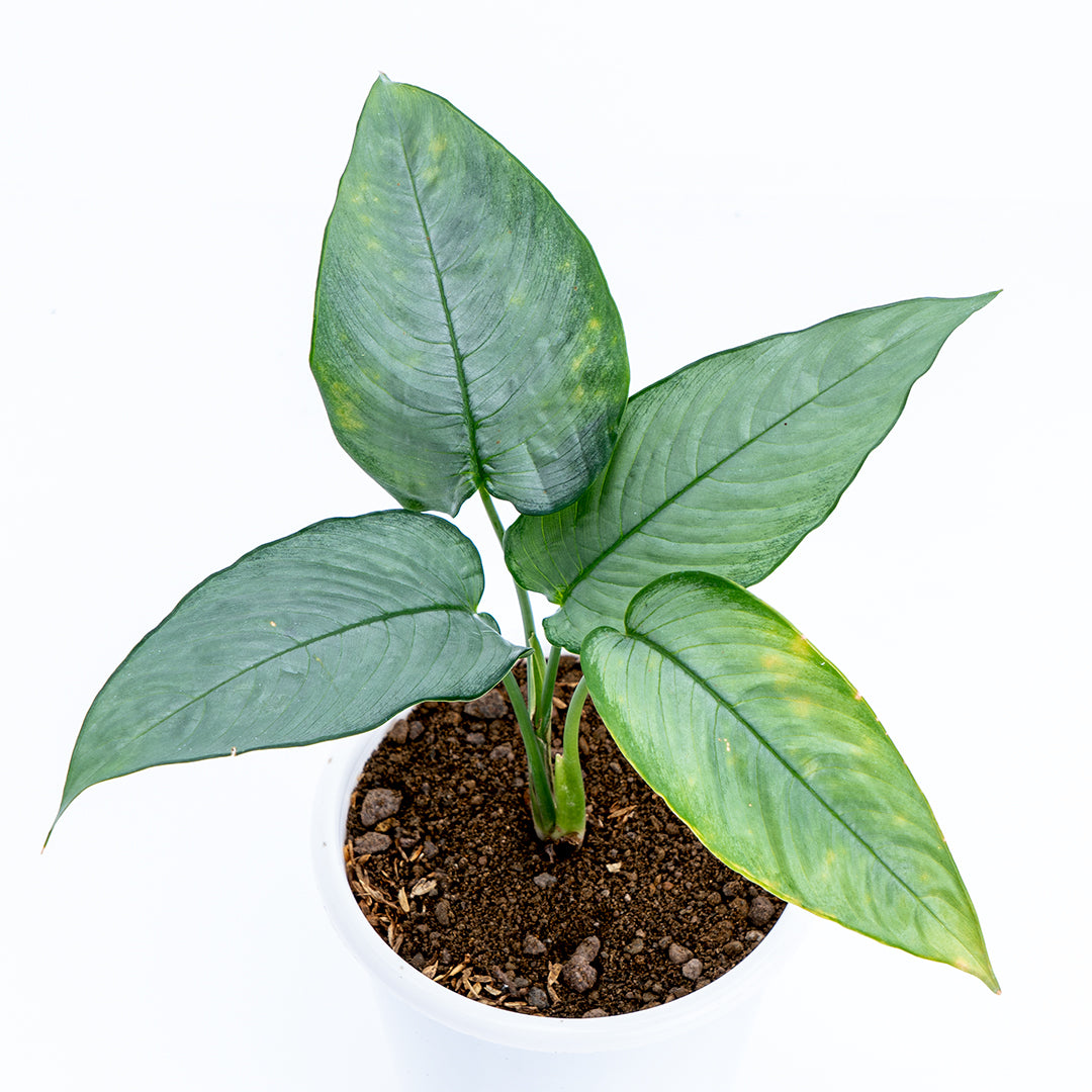 Shismatoglothis Silver - Greenspaces.id