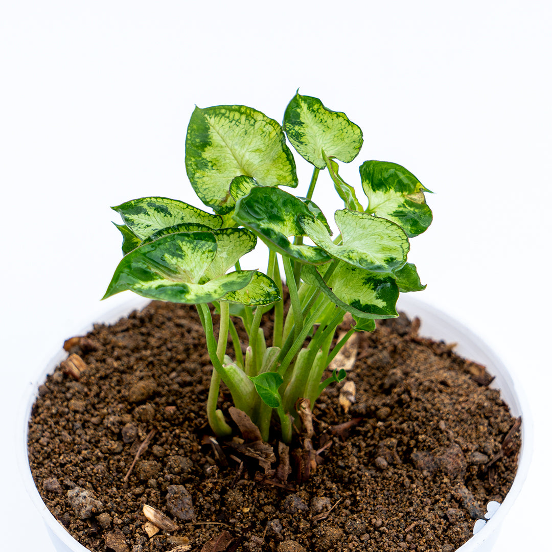 Syngonium Mini - Greenspaces.id