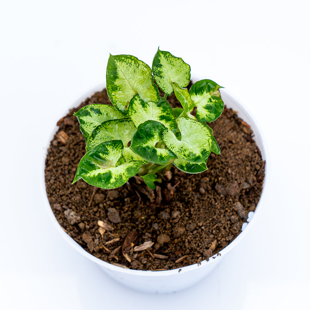 Syngonium Mini - Greenspaces.id