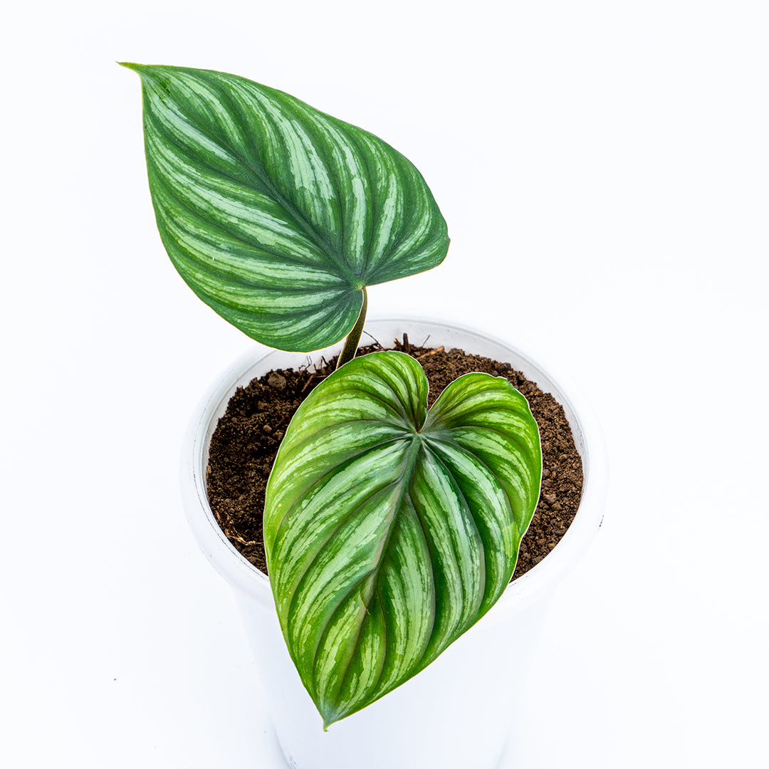 Philodendron Plowmanii - Greenspaces.id