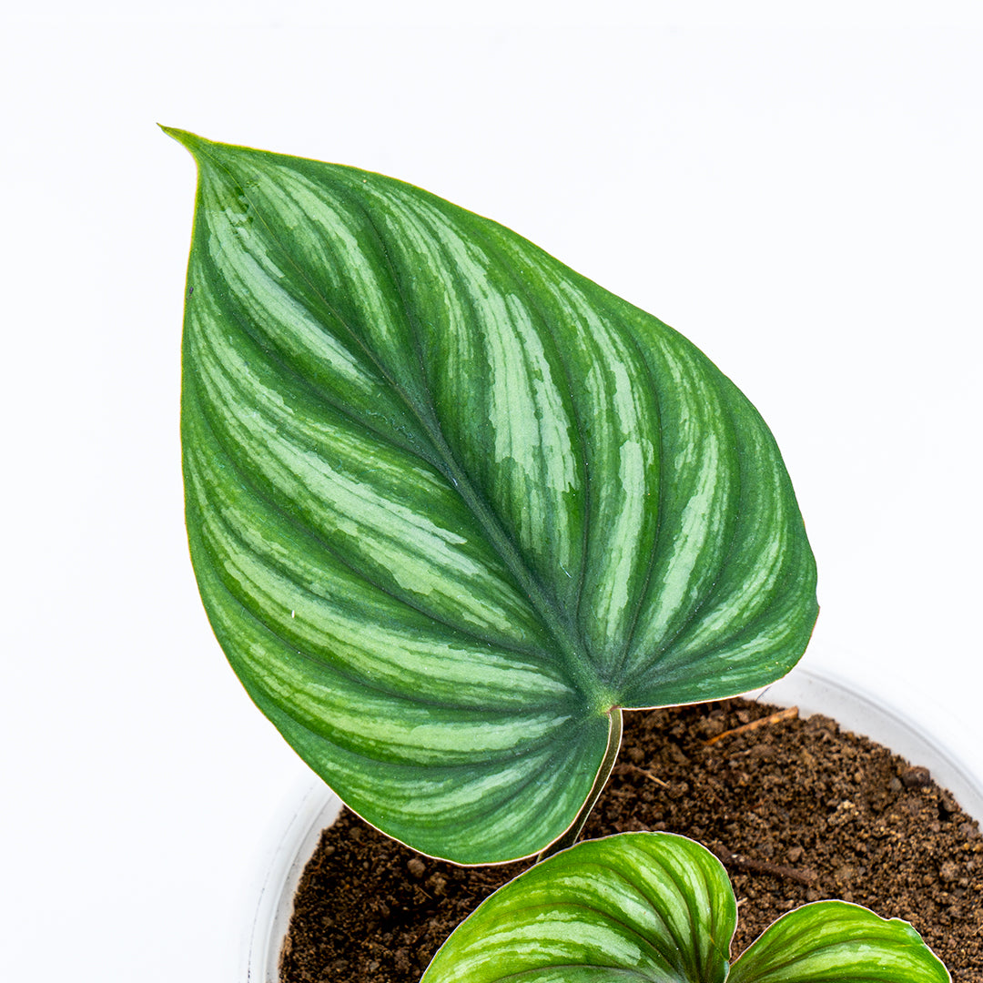 Philodendron Plowmanii - Greenspaces.id