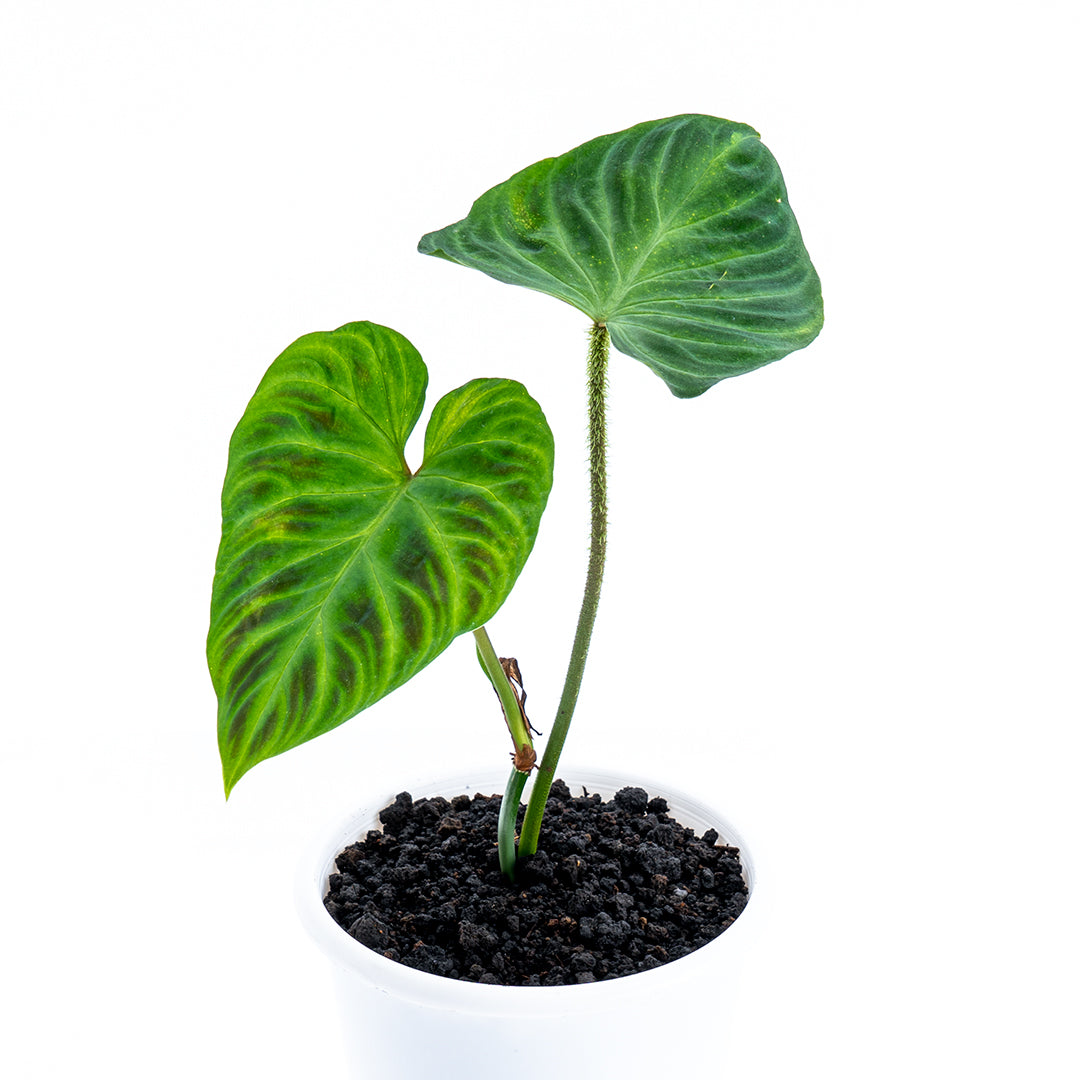 Philodendron Verrucosum - Greenspaces.id