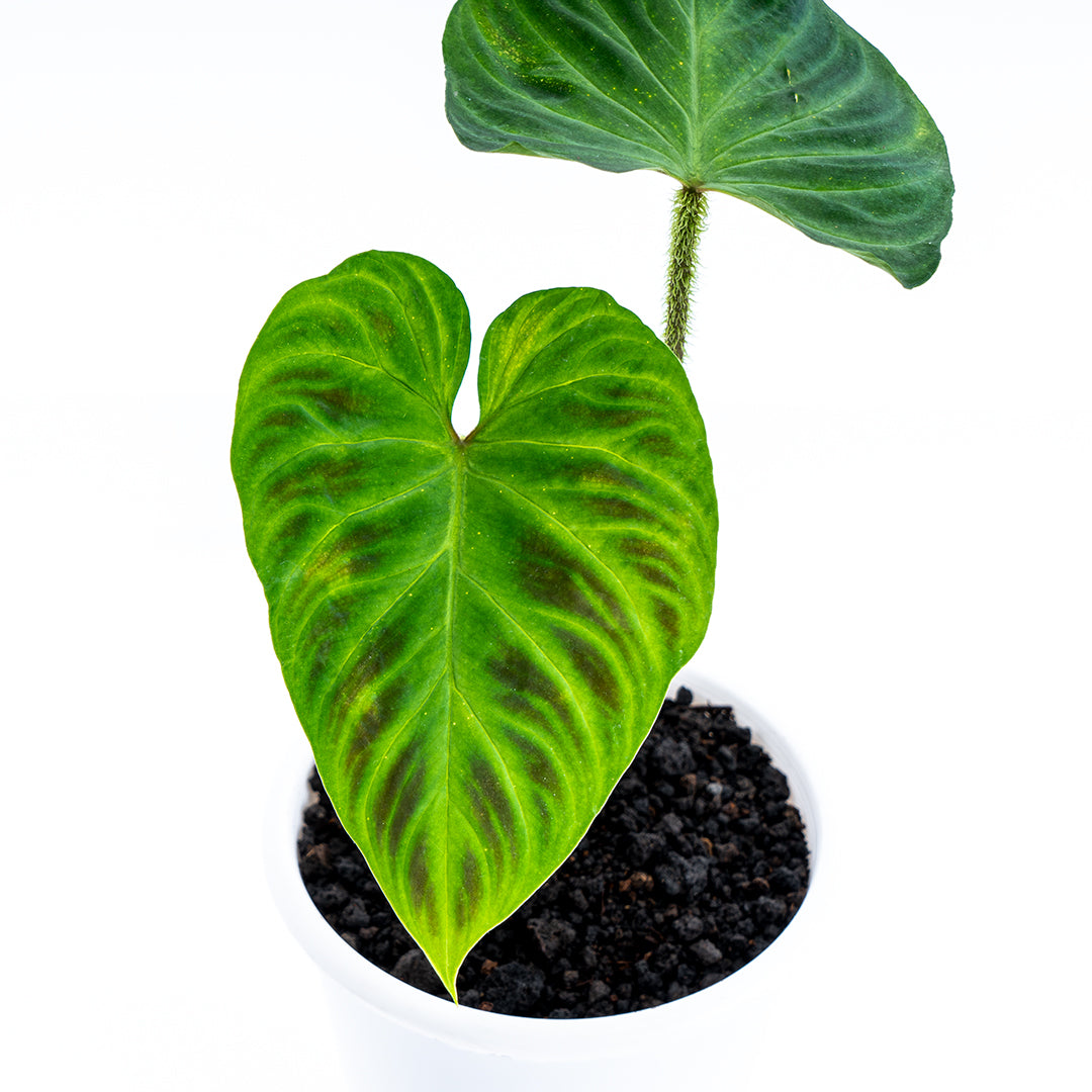 Philodendron Verrucosum - Greenspaces.id