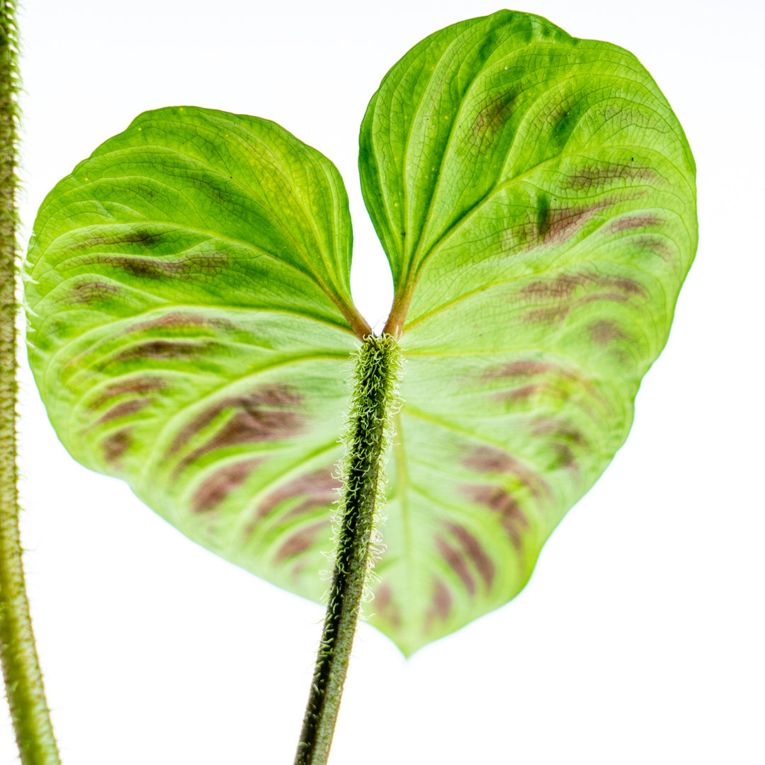 Philodendron Verrucosum - Greenspaces.id