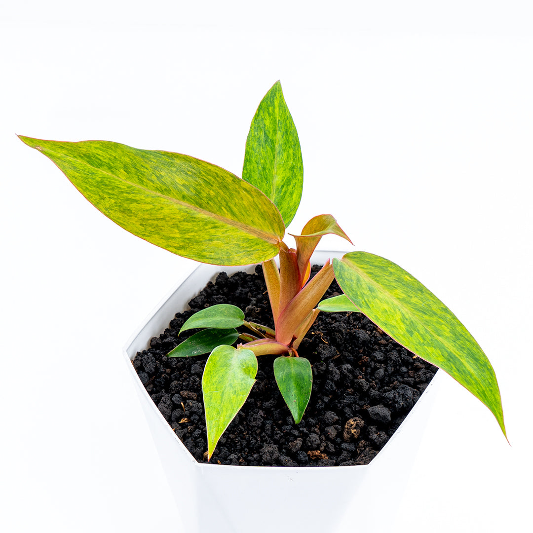 philodendron orange marmalade vs painted lady Philodendron Orange Marmalade