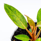 Philodendron Orange Marmalade - Greenspaces.id