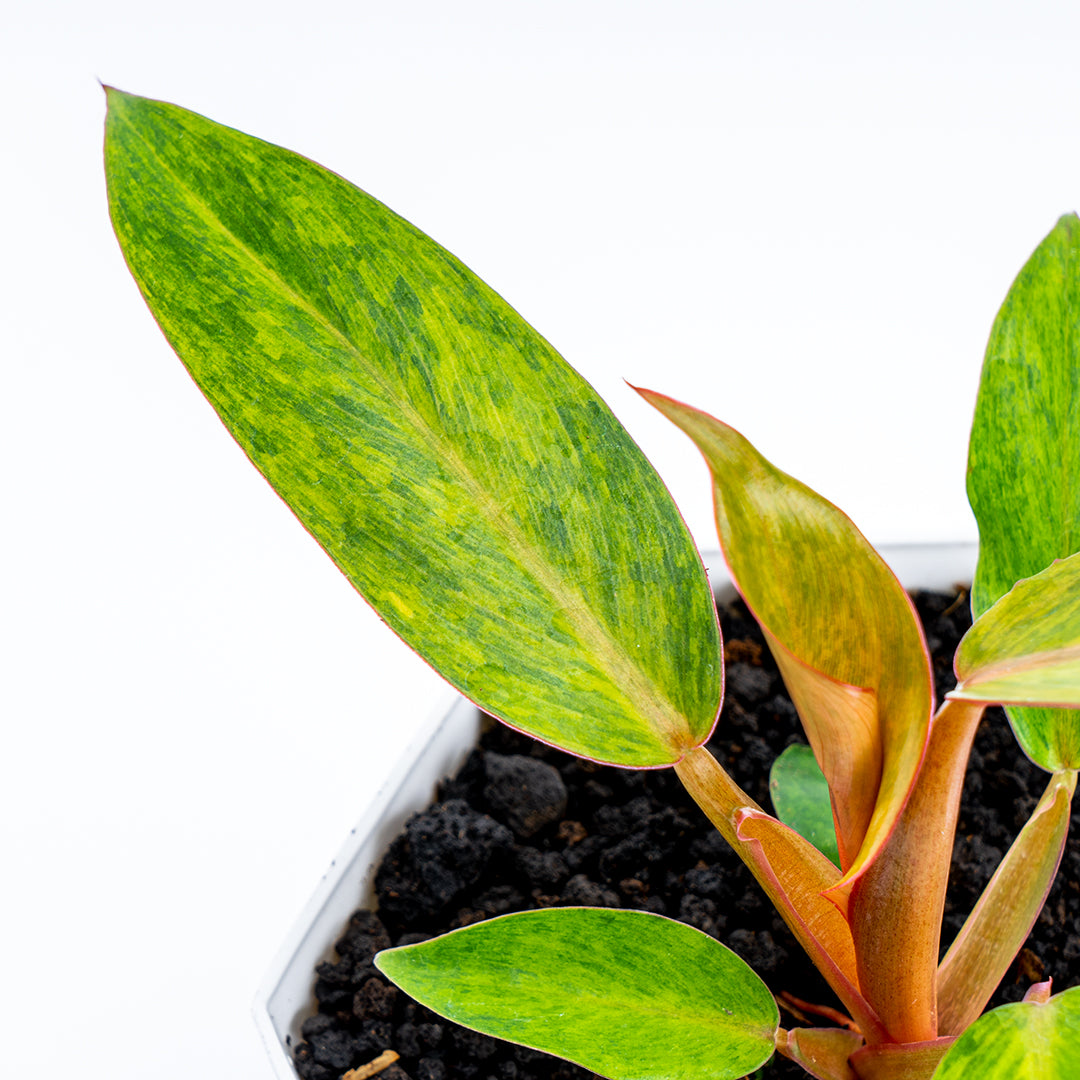 Philodendron Orange Marmalade - Greenspaces.id