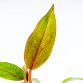 Philodendron Orange Marmalade - Greenspaces.id