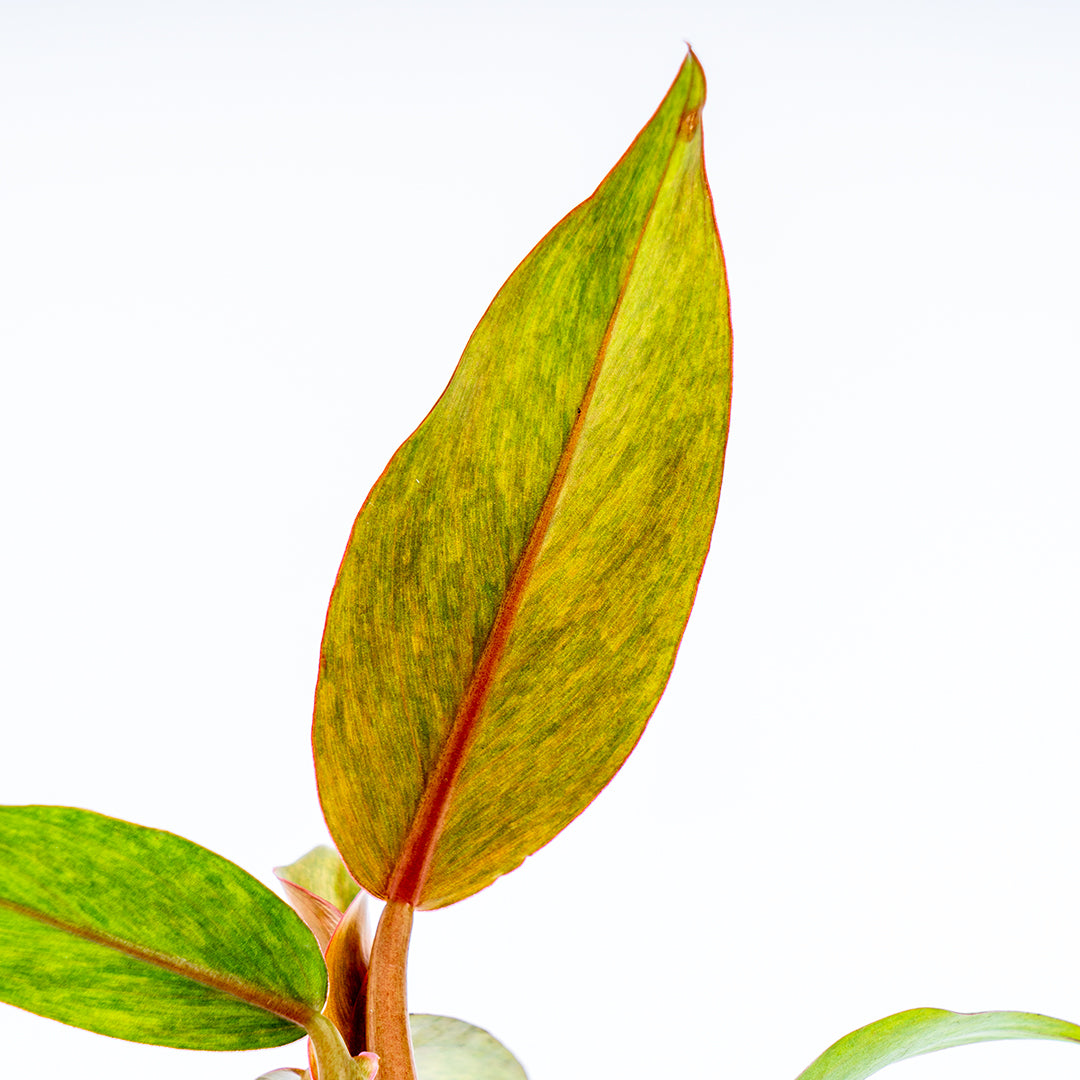 Philodendron Orange Marmalade - Greenspaces.id